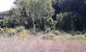 egerce-satilik-tarla